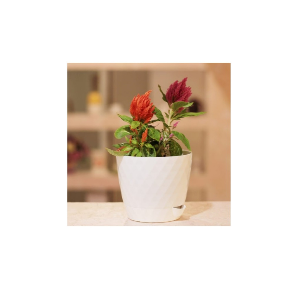 Горшок для цветов с прикорневым поливом Plast Avenue Румба, пластик белый, диаметр 14 см, высота 14.5 см, объем 1.5 л