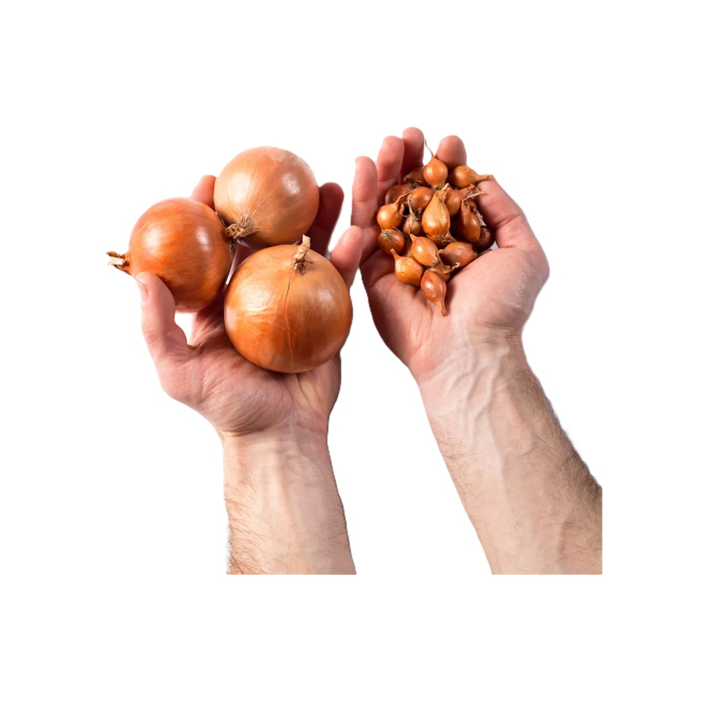 Семена Лук-севок Штуттгартер Ризен острый, 14-21 мм, желтый 0.5 кг