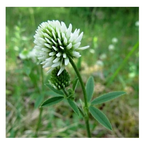 Семена Клевер Садовита белый 0,5 кг гера210610