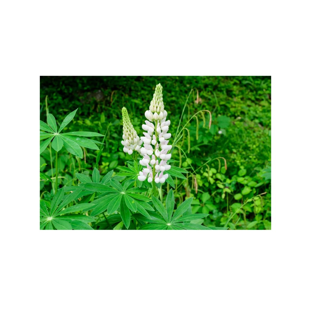 Семена Зеленый Уголок Люпин однолетний, сидерат, белый 0.5 кг