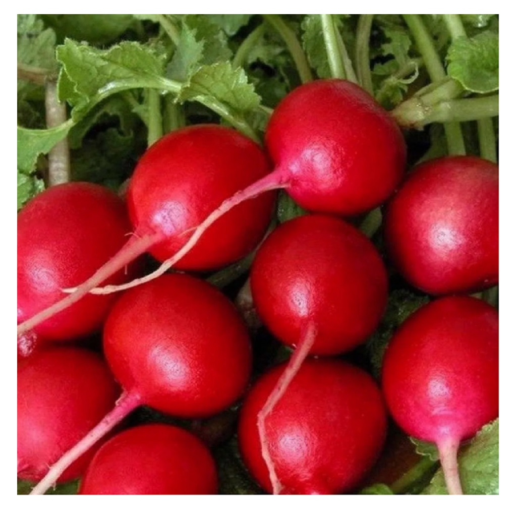 Семена Редиса Жара Аэлита для открытого грунта и теплиц, 3 гр Для огорода
