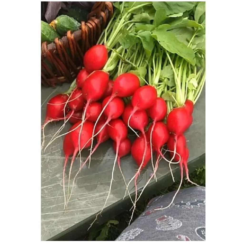 Семена Редис Селеста F1, семена Агроуспех, для выращивания в теплице и открытом грунте 0.5 г