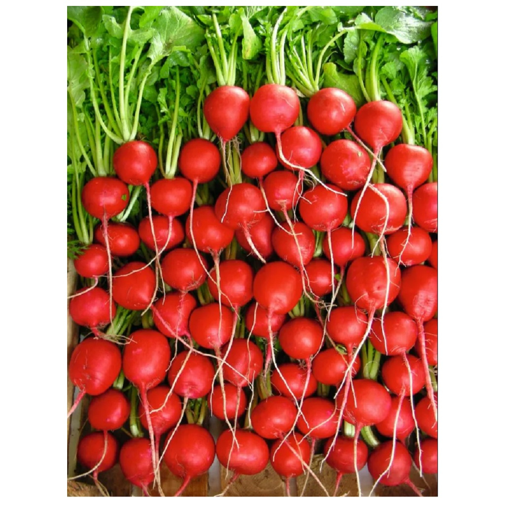 Семена Редис Селеста F1, семена Агроуспех, для выращивания в теплице и открытом грунте 0.5 г