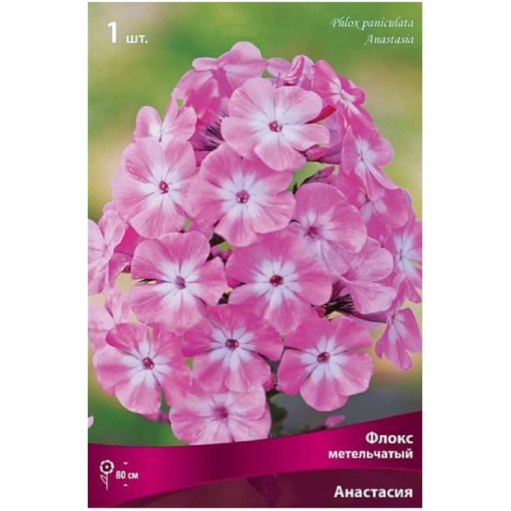 Корень Флокса метельчатого Анастасия, травянистое, многолетнее