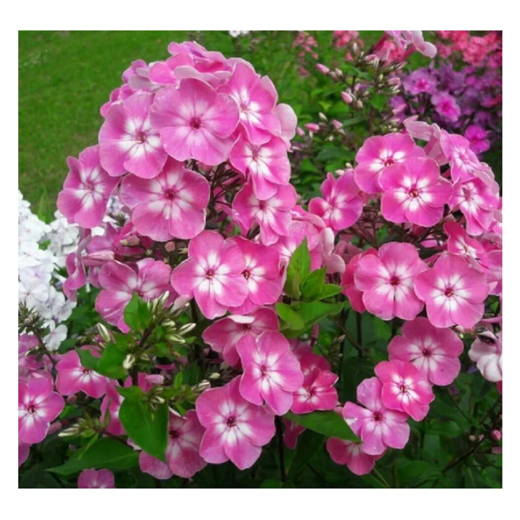 Корень Флокса метельчатого Анастасия, травянистое, многолетнее