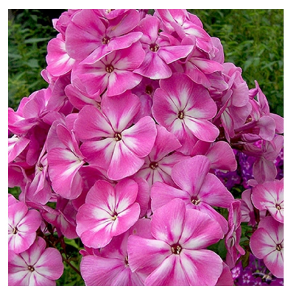 Корень Флокса метельчатого Анастасия, травянистое, многолетнее