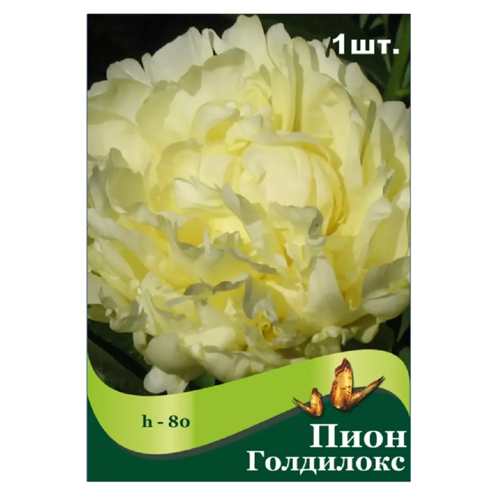 Корень пиона гибридного Голдилокс, травянистое, многолетнее, белое
