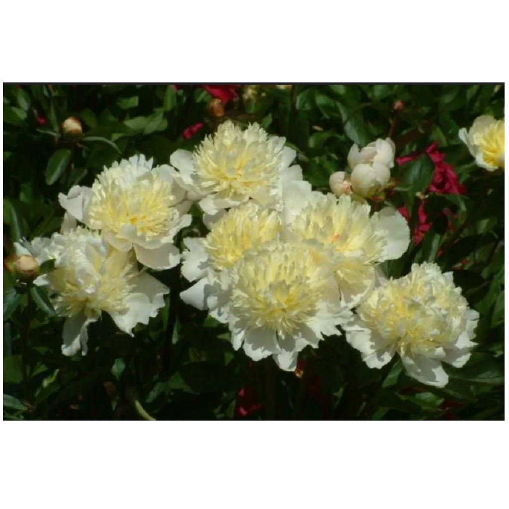 Корень пиона гибридного Голдилокс, травянистое, многолетнее, белое