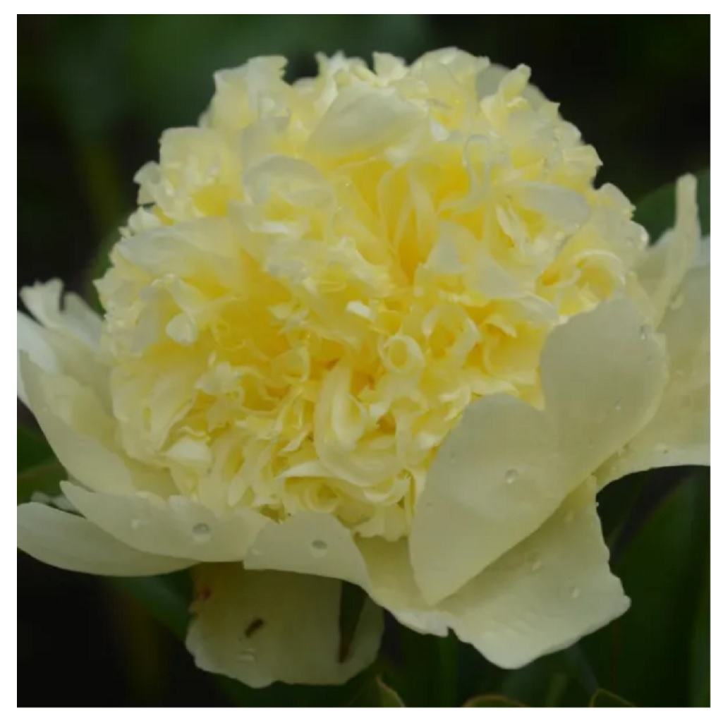 Корень пиона гибридного Голдилокс, травянистое, многолетнее, белое