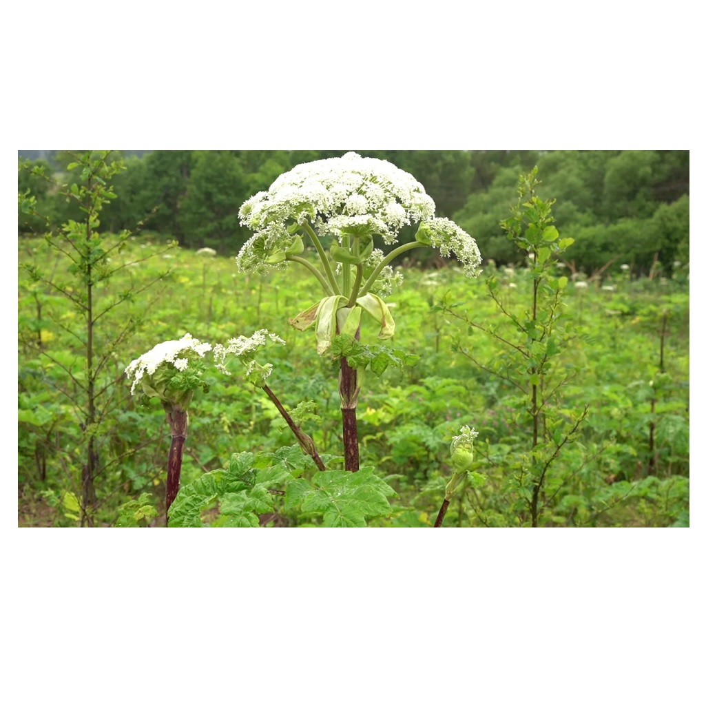 Гербицид Green Belt Грант 502580, от борщевика, экономичный расход, для всех стадий роста, 250 мл